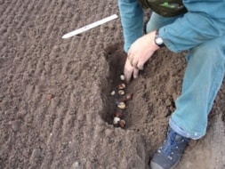 Depth of the Bulbs